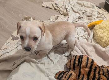 Cakes - Annette -  Chihuahua Dog for Adoption in Lakeland, Florida - Cakes - Annette | PetCurious