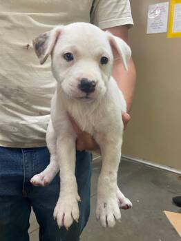 Pit Bull Terrier Dogs Available for Adoption - Patch | PetCurious