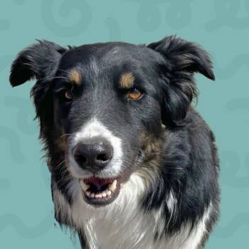 Rescue Border Collie Dogs for Adoption in Reno, Nevada - Skid | PetCurious