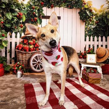 Shepherd and Carolina Dog Dogs Available for Adoption in Oak Ridge North, Texas - Lily Bloom | PetCurious