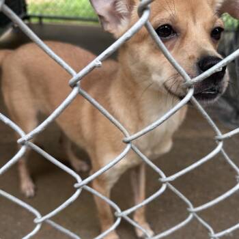 Mixed Breed Dogs Available for Adoption in Columbus, Georgia - 05/11/2026-Stray-GentianBoulevard | PetCurious