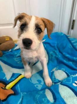 Elliott -  Terrier and Mixed Breed Dog for Adoption in Orlando, Florida - Elliott | PetCurious