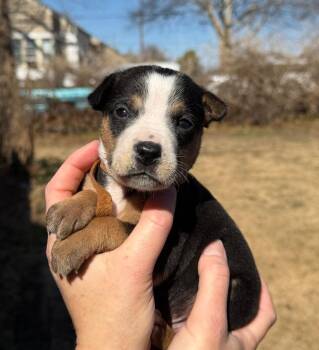 Pit Bull Terrier and Australian Shepherd Dogs Available for Adoption - Archer | PetCurious