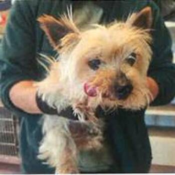 Yorkshire Terrier Dogs Available for Adoption in Eureka, California - Berkeley | PetCurious