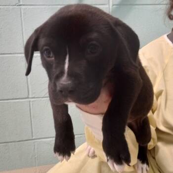 Rescue Mixed Breed Dogs for Adoption in Loxahatchee Groves, Florida - Tinkerbell 5314 | PetCurious