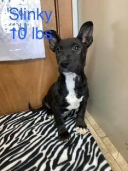 Slinky -  American Staffordshire Terrier and Dachshund Dog for Adoption in Welling, Oklahoma - Slinky | PetCurious