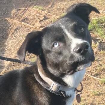 Imaxx -  Mixed Breed Dog for Adoption in Chelmsford, Massachusetts - Imaxx | PetCurious