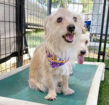 Rescue Terrier Dogs for Adoption in Canutillo, Texas - Mikey | PetCurious