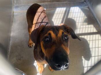 ZELDA -  Doberman Pinscher and German Shepherd Dog Dog for Adoption in Tustin, California - ZELDA | PetCurious