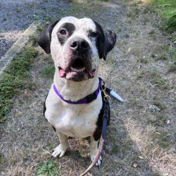 Bones -  Mastiff and Mixed Breed Dog for Adoption in Port Townsend, Washington - Bones | PetCurious