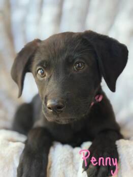 Penny -  Labrador Retriever and German Shepherd Dog Dog for Adoption in Pleasant Hill, California - Penny | PetCurious