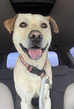 Shar Pei and Labrador Retriever Dogs Available for Adoption in Palm Desert, California - Jack | PetCurious