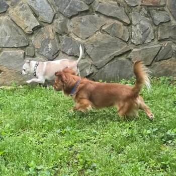 Marley -  Chihuahua and Mixed Breed Dog for Adoption in Shelby, North Carolina - Marley | PetCurious