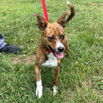 Pedro -  Mixed Breed Dog for Adoption in Mebane, North Carolina - Pedro | PetCurious