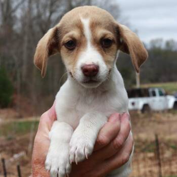 Jack Russell Terrier Dogs Available for Adoption in Eastford, Connecticut - CT Beluga | PetCurious