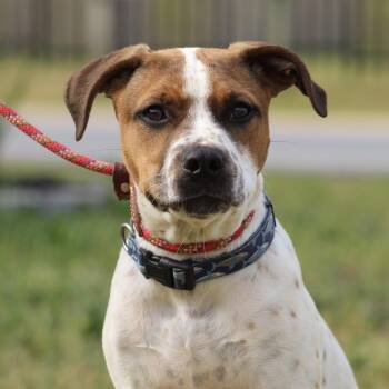Espresso -  Pit Bull Terrier and Brittany Spaniel Dog for Adoption in Columbia, South Carolina - Espresso | PetCurious