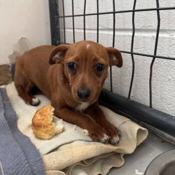 Chihuahua Dogs Available for Adoption in Smithfield, North Carolina - Sasha | PetCurious