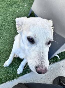 Anza- Ellie Mae (Xiaobai) -  Labrador Retriever and Australian Shepherd Dog for Adoption in Bonita, California - Anza- Ellie Mae (Xiaobai) | PetCurious