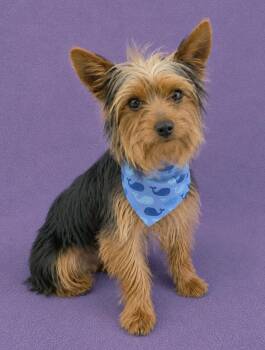 Mr. Watson -  Silky Terrier Dog for Adoption in Lodi, California - Mr. Watson | PetCurious