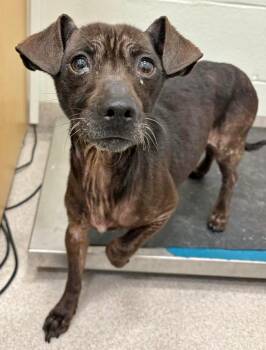 Rescue Chihuahua Dogs for Adoption in Lindenhurst, New York - 25-84 | PetCurious