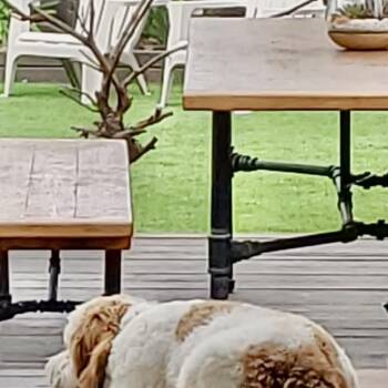 Ted Lasso -  Miniature Poodle and Yellow Labrador Retriever Dog for Adoption in Oceanside, California - Ted Lasso | PetCurious