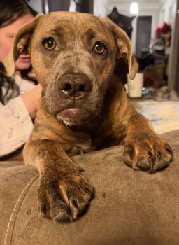 English Bulldog and Labrador Retriever Dogs Available for Adoption - Rue | PetCurious