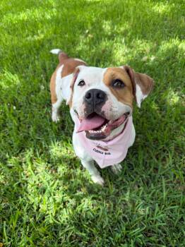 Peony -  American Staffordshire Terrier Dog for Adoption in Houston, Texas - Peony | PetCurious