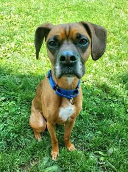 Remmy -  Boxer and Puggle Dog for Adoption in Williamsport, Pennsylvania - Remmy | PetCurious