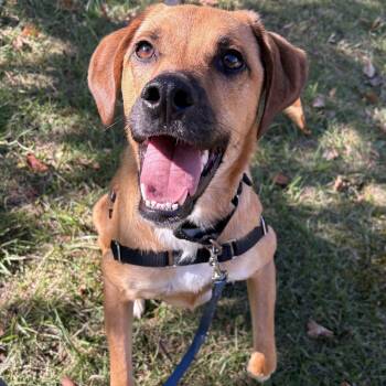 Rescue Mixed Breed Dogs for Adoption in South Burlington, Vermont - Lake | PetCurious