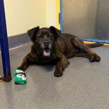 Duntada -  Terrier and Mixed Breed Dog for Adoption in Richmond, Virginia - Duntada | PetCurious