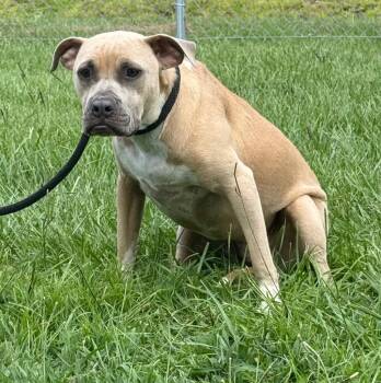 French Lucy -  Mixed Breed Dog for Adoption in Kingsland, Georgia - French Lucy | PetCurious