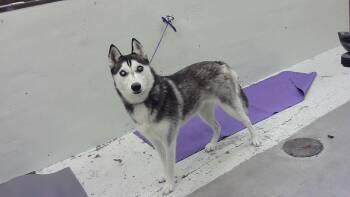 Husky and Mixed Breed Dogs Available for Adoption in Houston, Texas - SARAH | PetCurious