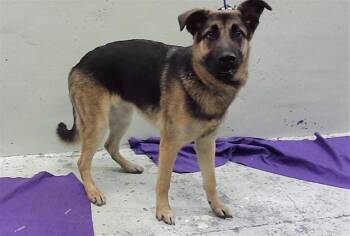 CHASE -  German Shepherd Dog and Mixed Breed Dog for Adoption in Houston, Texas - CHASE | PetCurious