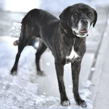 Mastiff Dogs Available for Adoption - Emma | PetCurious