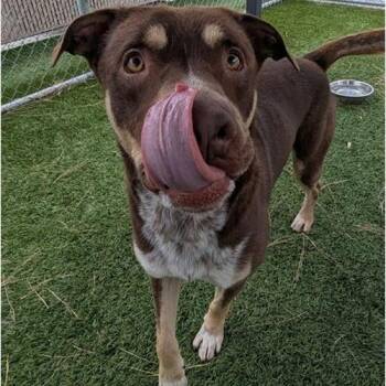 Rescue Australian Kelpie and Labrador Retriever Dogs for Adoption in San Diego, California - Calvin | PetCurious