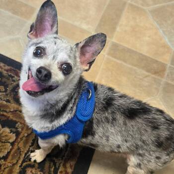 Handsome Artie -  Chihuahua Dog for Adoption in Stamford, Connecticut - Handsome Artie | PetCurious