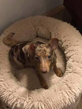 Bo -  Miniature Pinscher Dog for Adoption in San Antonio, Texas - Bo | PetCurious
