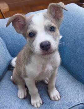 Rescue Pit Bull Terrier and Australian Shepherd Dogs for Adoption in Newport Beach, California - Artie | PetCurious