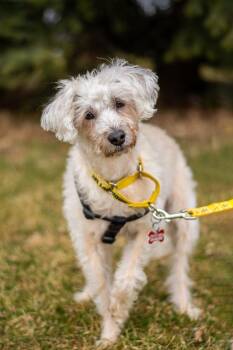 Mixed Breed Dogs Available for Adoption in Mississauga, Ontario - Fredy | PetCurious
