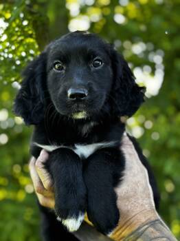 Anna -  Australian Shepherd and Black Labrador Retriever Dog for Adoption in Iron Ridge, Wisconsin - Anna | PetCurious
