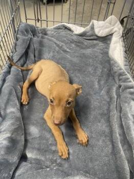 ESPRESSO -  Pit Bull Terrier and Mixed Breed Dog for Adoption in Tallahassee, Florida - ESPRESSO | PetCurious