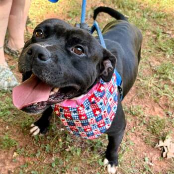 Bullfrog -  Mixed Breed Dog for Adoption in Rocky Mount, Virginia - Bullfrog | PetCurious