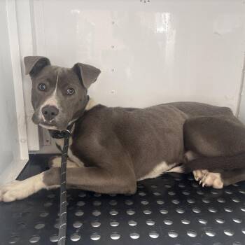 Mixed Breed Dogs Available for Adoption - Bonjour | PetCurious