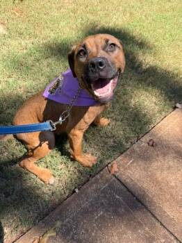 REY -  Boxer Dog for Adoption in Alpharetta, Georgia - REY | PetCurious
