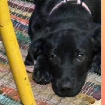 Biscuit -  Patterdale Terrier Fell Terrier Dog for Adoption in Hampton, Virginia - Biscuit | PetCurious