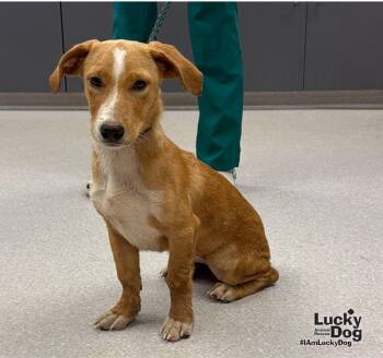 Delta -  Labrador Retriever and Dachshund Dog for Adoption in Washington, District Of Columbia - Delta | PetCurious