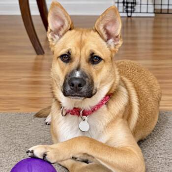 Bisou -  German Shepherd Dog and Australian Cattle Dog Blue Heeler Dog for Adoption in Bethel, Connecticut - Bisou | PetCurious