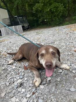 Brownie -  Labrador Retriever Dog for Adoption in Lawrenceburg, Tennessee - Brownie | PetCurious