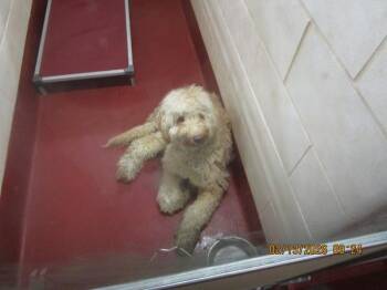 Labradoodle Dogs Available for Adoption - Hunch(111) | PetCurious