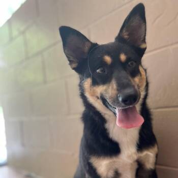 Theodore -  Cattle Dog and German Shepherd Dog Dog for Adoption in Jacksboro, Tennessee - Theodore | PetCurious